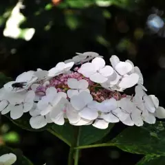 HYDRANGEA macrophylla 'Libelle' - Hortensia