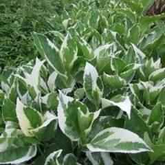 HYDRANGEA macrophylla 'Tricolor' - Hortensia à feuilles panachées 'Tricolor'