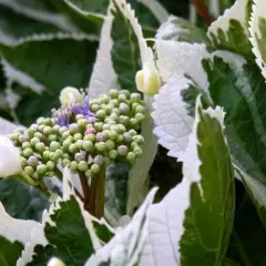 HYDRANGEA macrophylla 'Tricolor' - Hortensia