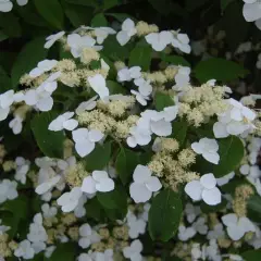 HYDRANGEA macrophylla 'White wave' - Hortensia à fleurs plates blanches 'White Wave'