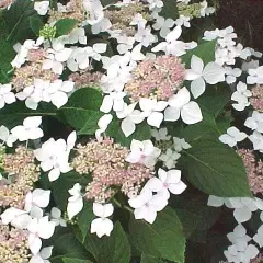 HYDRANGEA macrophylla 'White wave' - Hortensia à fleurs plates blanches 'White Wave'