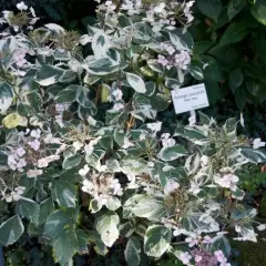 HYDRANGEA macrophylla 'White wave' - Hortensia à fleurs plates blanches 'White Wave'