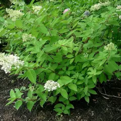 HYDRANGEA paniculata 'Grandiflora' - Hortensia paniculé