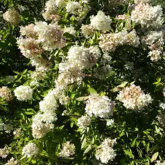 HYDRANGEA paniculata 'Grandiflora' - Hortensia paniculé