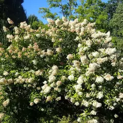 HYDRANGEA paniculata 'Grandiflora' - Hortensia paniculé