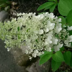 HYDRANGEA paniculata 'Grandiflora' - Hortensia paniculé