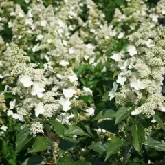 HYDRANGEA paniculata 'Kyushu' - Hortensia paniculé