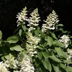 HYDRANGEA paniculata 'Kyushu' - Hortensia paniculé