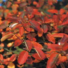 AMELANCHIER lamarckii 'Canadensis' - Amélanchier du canada