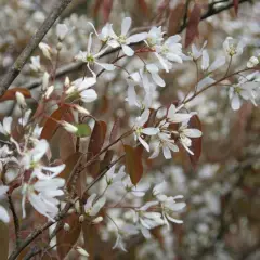 AMELANCHIER lamarckii 'Canadensis' - Amélanchier du canada