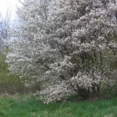 AMELANCHIER lamarckii 'Canadensis' - Amélanchier du canada