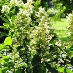 HYDRANGEA paniculata 'Tardiva' - Hortensia paniculé