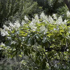 HYDRANGEA paniculata 'Tardiva' - Hortensia paniculé