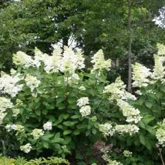 HYDRANGEA paniculata 'Unique' - Hortensia paniculé