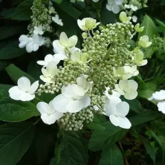 HYDRANGEA paniculata 'Unique' - Hortensia paniculé