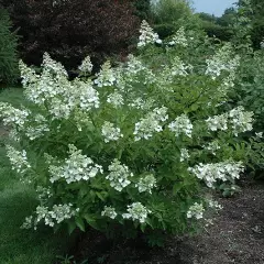 HYDRANGEA paniculata 'Unique' - Hortensia paniculé