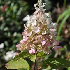 HYDRANGEA paniculata 'Pinky Winky' - Hortensia paniculé