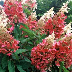 HYDRANGEA paniculata 'Pinky Winky' - Hortensia paniculé