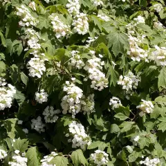 HYDRANGEA quercifolia - Hortensia à feuilles de chêne