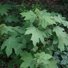 HYDRANGEA quercifolia - Hortensia à feuilles de chêne