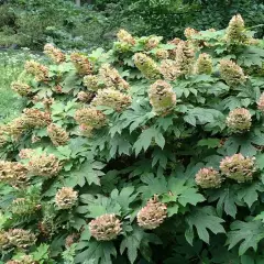 HYDRANGEA quercifolia - Hortensia à feuilles de chêne