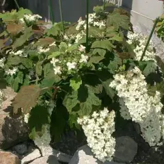 HYDRANGEA quercifolia - Hortensia à feuilles de chêne