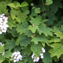 HYDRANGEA quercifolia - Hortensia à feuilles de chêne