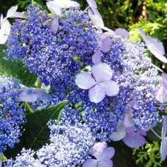 HYDRANGEA serrata 'Blue Bird' - Hortensia