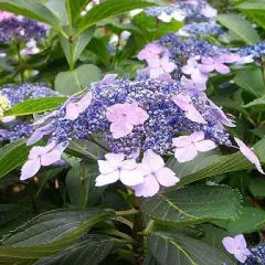 HYDRANGEA serrata 'Blue Bird' - Hortensia