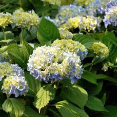 HYDRANGEA serrata 'Nikko Blue' - Hortensia