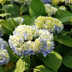 HYDRANGEA serrata 'Nikko Blue' - Hortensia