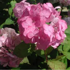 HYDRANGEA serrata 'Preziosa' - Hortensia serrata