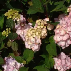 HYDRANGEA serrata 'Preziosa' - Hortensia serrata