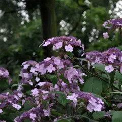 HYDRANGEA villosa - Hortensia villosa