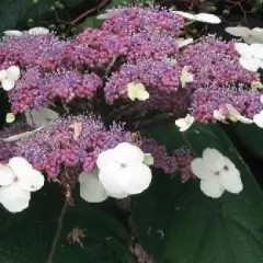 HYDRANGEA villosa - Hortensia villosa