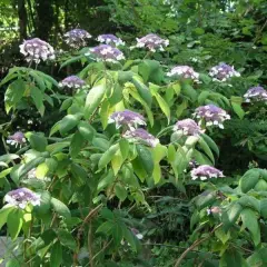 HYDRANGEA villosa - Hortensia villosa