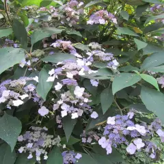 HYDRANGEA villosa - Hortensia villosa