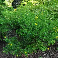 HYPERICUM  'Buttercup' - Millepertuis 'Buttercup'