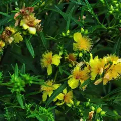 HYPERICUM  'Buttercup' - Millepertuis 'Buttercup'