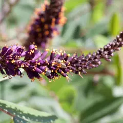 AMORPHA canescens - Faux indigo