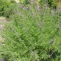 AMORPHA canescens - Faux indigo