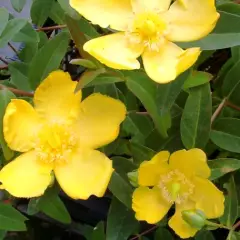 HYPERICUM dummeri 'Peter Dummer' - Millepertuis 'Peter Dummer'