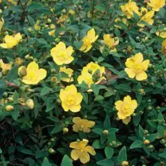 HYPERICUM dummeri 'Peter Dummer' - Millepertuis 'Peter Dummer'