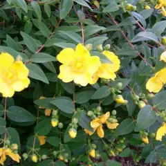 HYPERICUM dummeri 'Peter Dummer' - Millepertuis 'Peter Dummer'