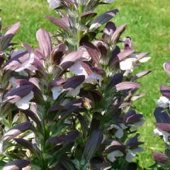 ACANTHUS hungaricus 'White Lips' - Acanthe de Hongrie