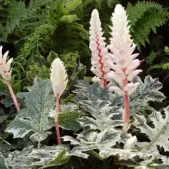 ACANTHUS 'WhiteWater'® - Acanthe