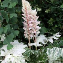 ACANTHUS 'WhiteWater'® - Acanthe