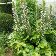 ACANTHUS mollis 'Hollard's Gold' - Acanthe à feuilles molles 'Hollard's Gold'