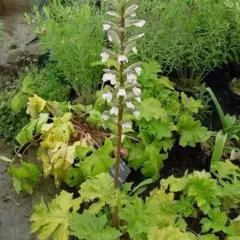 ACANTHUS mollis 'Hollard's Gold' - Acanthe à feuilles molles 'Hollard's Gold'