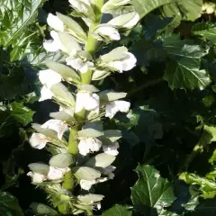 ACANTHUS mollis 'Jeff Albus' - Acanthe à feuilles molles 'Jeff Albus'